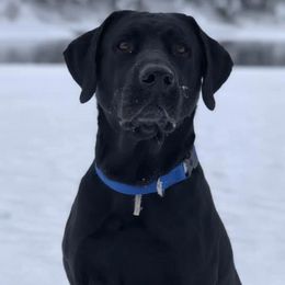 Labrador Retrievers from HLH Labradors
