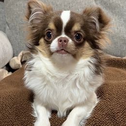 Octavia - Chocolate and white female Chihuahua puppy in Michigan from Fanciful Thrills Kennel