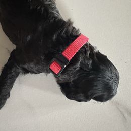 Rue - Cavapoo