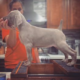 German Shorthaired Pointer and Weimaraner Puppies from SilverBay GunDogs