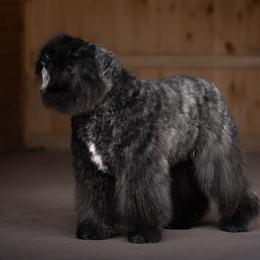 Drago - Bouvier des Flandres