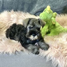 Boy 2 - Salt and pepper male Miniature Schnauzer puppy in Duncannon, Pennsylvania from Shazzam of Oz