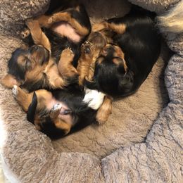 Yorkshire Terrier Puppies from Sharon Gellerman's Yorkshire Terriers