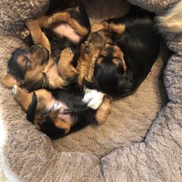 Yorkshire Terrier Puppies from Sharon Gellerman's Yorkshire Terriers