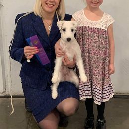 Australian Shepherd and Parson Russell Terrier All Grown Up from Zoolo Kennels