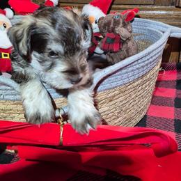 Rudolph - Liver male Miniature Schnauzer puppy in Fountain City, Indiana from Bearded Dynasty Schnauzers