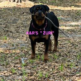 Border Collie and Rottweiler Puppies from K&R RANCH KENNELS