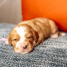 Tillman - Caramel cream male Australian Labradoodle puppy in Decatur, Alabama from Southern Meadows Doodles