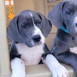 Great Danes from Misty Creek