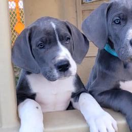 Great Danes from Misty Creek