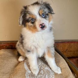 Summer - female Miniature American Shepherd puppy in Tonasket, Washington from V5 Aussies