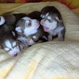 Rusty - Red and white male Pomsky puppy in Spring Hill, Florida from www.PuppyTimeEmporium.com
