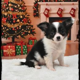 Mistletoe - Black and white female Chihuahua puppy in Demorest, Georgia from Sourpatch Chihuahuas