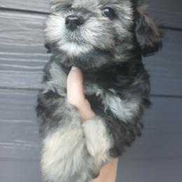 Snickers (Phantom) - Black and tan male Schnoodle puppy in Andalusia, Alabama from Kaleidoscope Kennels