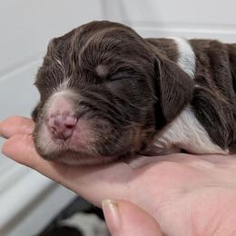 Penny - Tri-Roan female English Springer Spaniel puppy in Stephens City, Virginia from Legendary Springers