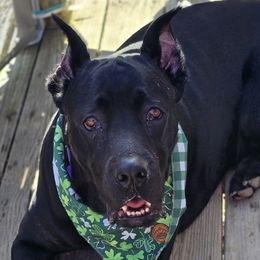 Cane Corso from Durgin Hollow