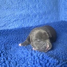 Blue - Blue male American Bully puppy in Union County, North Carolina from XLRG BULLIES