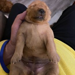 Golden Retriever Puppies from Mountain View Farms - World Class Golden Retrievers