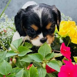 Maybelle - Tri-color female Cavalier King Charles Spaniel puppy in Sacramento, California from Applewood Cavaliers