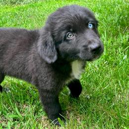 Pine - Black & white male Australian Shepherd puppy in Marshfield, Vermont from Discovery Hill Australian Shepherds