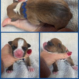 Prancer - Red male American Staffordshire Terrier puppy in Marietta, Georgia from Ambition Amstaffs