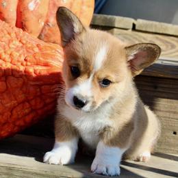 Pecan - Sable male Pembroke Welsh Corgi puppy in Greentop, Missouri from Sevits Corgis & Golden Retrievers