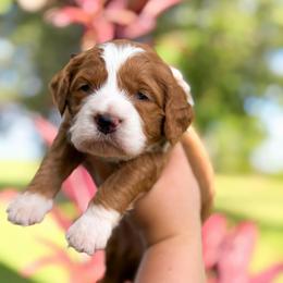 Tucker - Apricot male Goldendoodle puppy in Southeast Arcadia, Florida from Desoto Doodles