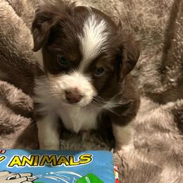 Ron - Red tri male Miniature Australian Shepherd puppy in Grady, Arkansas from KAREN K MCPHERSON
