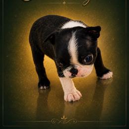 Male 2 - Brindle and white male Boston Terrier puppy in Shell Knob, Missouri from Stoneridge Kennel
