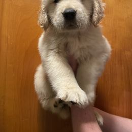 Golden Retriever Puppies from Riverstone Goldens