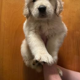 Golden Retriever Puppies from Riverstone Goldens
