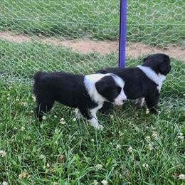 Spot - Black and white male English Shepherd puppy in Columbia, Connecticut from Tranquil Morning Farm