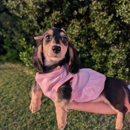 Sugar PET ONLY - Black and cream female Dachshund puppy in Unadilla, Georgia from The Hamsley Kennels of South Georgia
