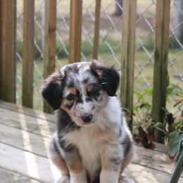 Australian Shepherd Puppies from Chippewa Falls Aussie Paws