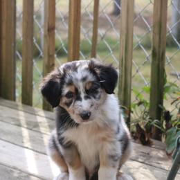 Australian Shepherd Puppies from Chippewa Falls Aussie Paws