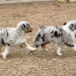 Australian Shepherd, Miniature Australian Shepherd, and Toy Australian Shepherd Puppies from Hunt Farms Mini Aussies