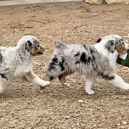Australian Shepherd, Miniature Australian Shepherd, and Toy Australian Shepherd Puppies from Hunt Farms Mini Aussies
