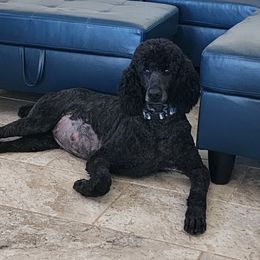 Missy - Poodle