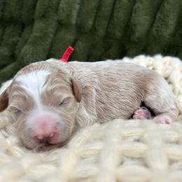 Red - Cream male Goldendoodle puppy in Lindon, Utah from Ruby’s Minidoodles LLC