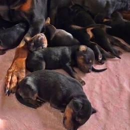 AKC Registered Full European Doberman Pinschers - Black and rust male Doberman Pinscher puppy in Fort Lauderdale, Florida from Lakewood European Dobermann Kennel