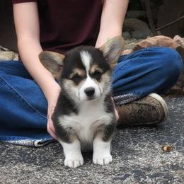 Yosef - Black and tan male Pembroke Welsh Corgi puppy in Coleman, Michigan from Salt Creek Farm Dogs