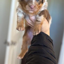 Frosty - Red merle male Australian Shepherd puppy in Tyner, Kentucky from Lil’ Town Aussies