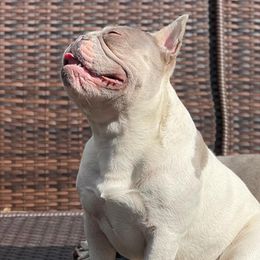 Paris - French Bulldog