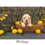 Clumber Spaniel Puppies from Lemontree Clumbers