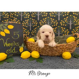 Clumber Spaniel Puppies from Lemontree Clumbers