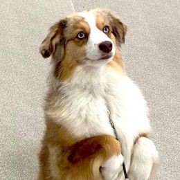 Miniature American Shepherds from Sherwood Miniature American Shepherds