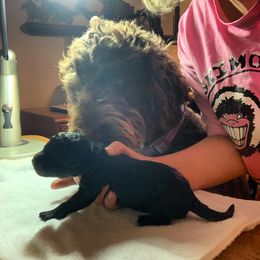 Labradoodle and Poodle Puppies from Tya’s Doodles