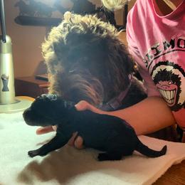 Labradoodle and Poodle Puppies from Tya’s Doodles