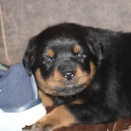 Rottweiler Puppies from Cross Creek Rottweilers
