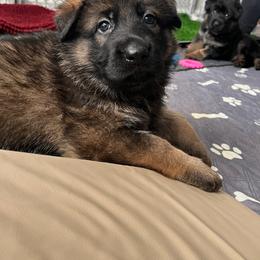 Red Collar - Sable male German Shepherd puppy in Saint Charles, Missouri from Lowemond German Shepherds